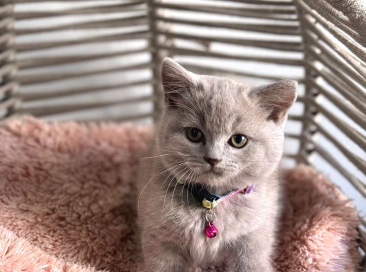 Brıtısh Shortair Lilac Yavrularımız görsel