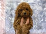 Evinize Huzur Katacak Toypoodle Yavrularımız Sizleri Bekliyr