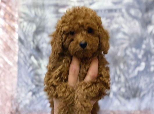 Evinize Huzur Katacak Toypoodle Yavrularımız Sizleri Bekliyr görsel