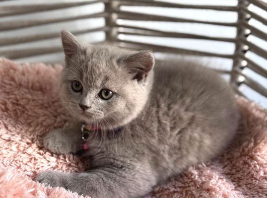 Brıtısh Shortair Lilac Yavrularımız görsel