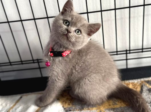 Brıtısh Shortair Lilac Yavrularımız görsel