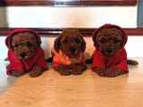 Evinize huzur katacak toypoodle yavrularımız sizleri bekliyr