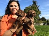 Toy Poodle Yavrularım