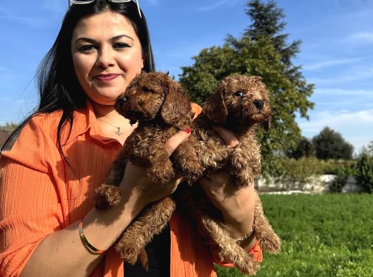 Toy Poodle Yavrularım görsel