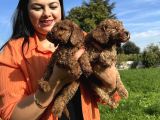 Toy Poodle Yavrularım