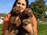 Toy Poodle Yavrularım