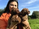 Toy Poodle Yavrularım