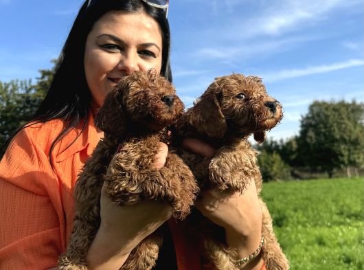 Toy Poodle Yavrularım görsel