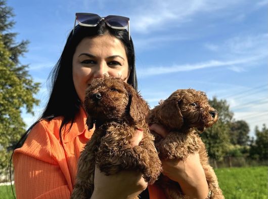 Toy Poodle Yavrularım