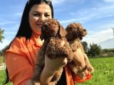Toy Poodle Yavrularım