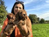 Toy Poodle Yavrularım