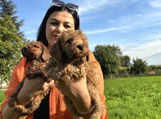 Toy Poodle Yavrularım görsel