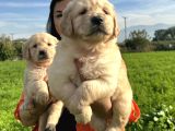 Baby Face Golden Retriever Yavrularım