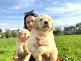 Baby Face Golden Retriever Yavrularım