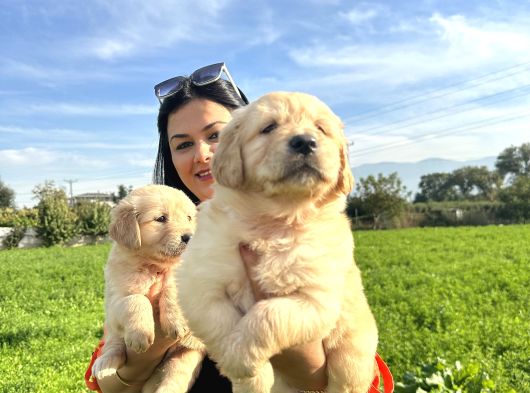 Baby Face Golden Retriever Yavrularım görsel