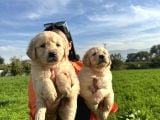 Baby Face Golden Retriever Yavrularım
