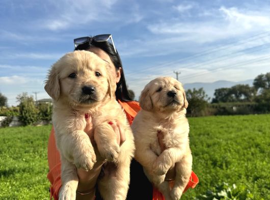 Baby Face Golden Retriever Yavrularım görsel