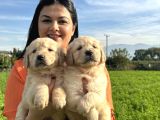 Baby Face Golden Retriever Yavrularım