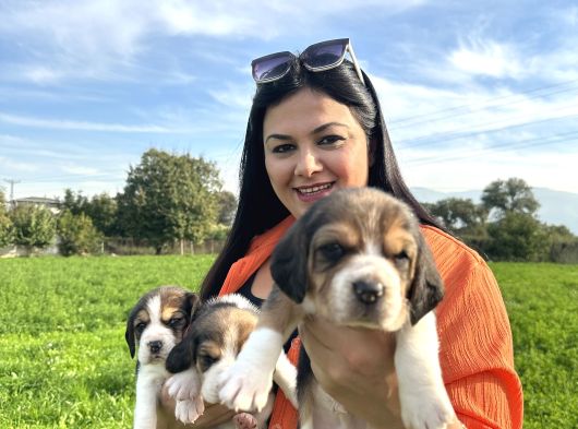 Elizabeth Beagle Yavrularım görsel
