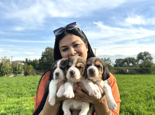 Elizabeth Beagle Yavrularım görsel