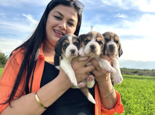 Elizabeth Beagle Yavrularım görsel