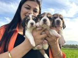 Elizabeth Beagle Yavrularım