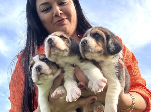 Elizabeth Beagle Yavrularım görsel
