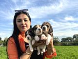 Elizabeth Beagle Yavrularım