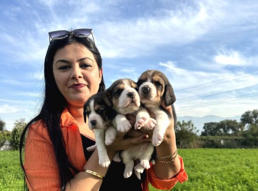 Elizabeth Beagle Yavrularım görsel