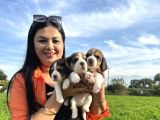 Elizabeth Beagle Yavrularım