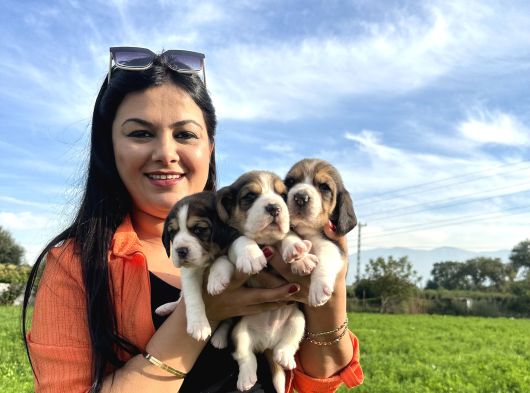 Elizabeth Beagle Yavrularım görsel