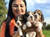Elizabeth beagle yavrularım