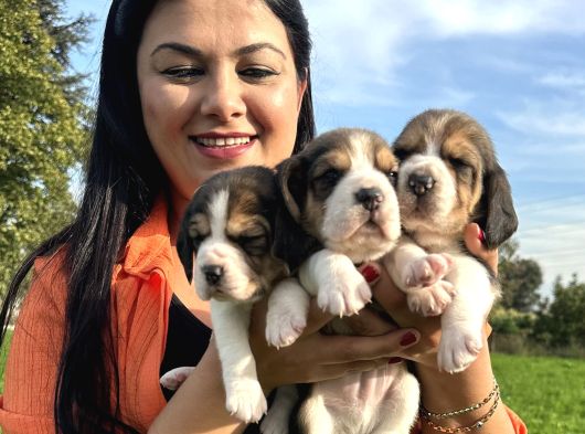 Elizabeth Beagle Yavrularım
