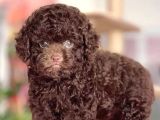 CHOCOLATE BROWN AŞILI TEACUP POODLE