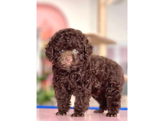 Chocolate Brown Aşili Teacup Poodle