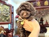 Chocolate Brown Aşili Teacup Poodle