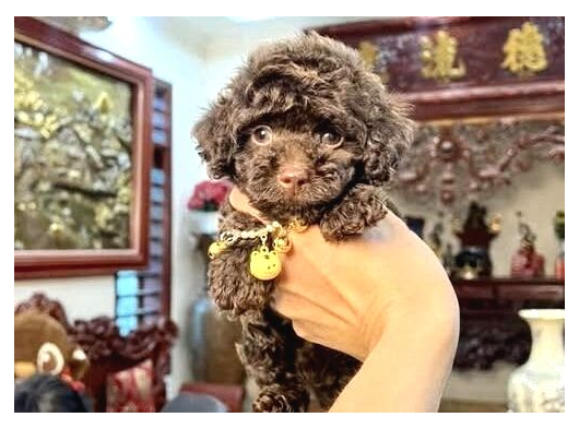 Chocolate Brown Aşili Teacup Poodle görsel