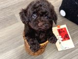 Chocolate Brown Aşili Teacup Poodle