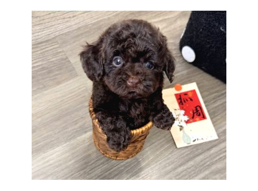 Chocolate Brown Aşili Teacup Poodle görsel