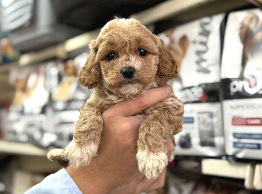 Maltipoo Irkının En Güzel Yavruları Için Arayabilirsiniz