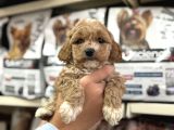 Maltipoo Irkının En Güzel Yavruları Için Arayabilirsiniz