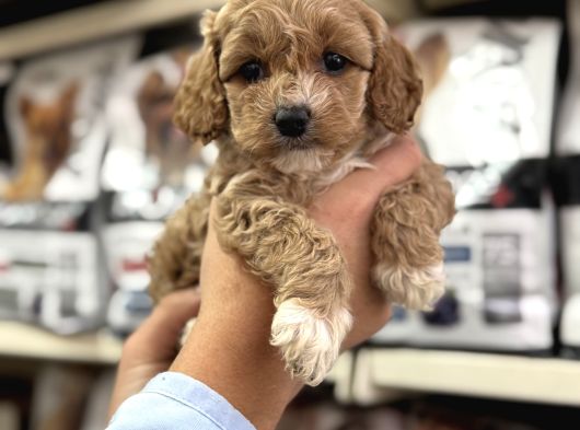 Maltipoo Irkının En Güzel Yavruları Için Arayabilirsiniz görsel