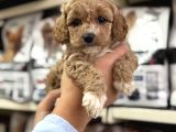 Maltipoo bebeklerimiz mini boy kg garantili