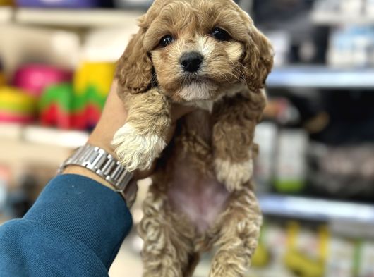 Maltipoo Irkının En Güzel Yavruları Için Arayabilirsiniz görsel