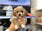 Maltipoo Irkının En Güzel Yavruları Için Arayabilirsiniz