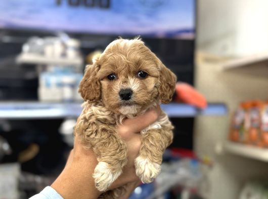 Maltipoo Irkının En Güzel Yavruları Için Arayabilirsiniz görsel