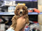 Maltipoo bebekler tüy dökmez koku yapmaz