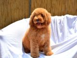 DEV LABRADOODLE BEBEKLER