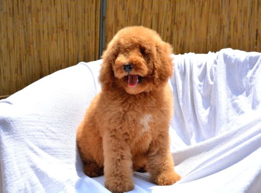 Dev Labradoodle Bebekler