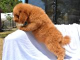 Dev Labradoodle Bebekler